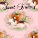 sweet dreams