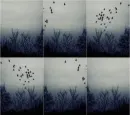 Bird Photography