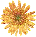orange gold