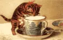 Cup-of-Kitten