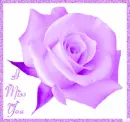 Purple Rose with I Miss You