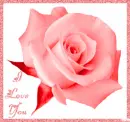 Red Rose with I Love You