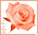 Orange Rose with I Love & Miss You