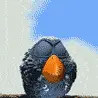 bird OMG!!