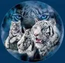 white tigers