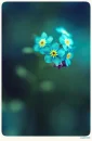 Blue flowers