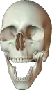 skull