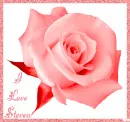 Red Rose with I Love Steven