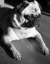 idog