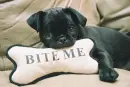 pug scared stiff!