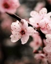flori roz