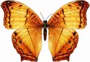 Yellow Butterfly