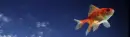 Fish in the Sky