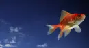 Fish in the Sky