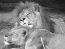 lions couple