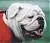 bulldog