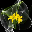 Yellow Lily