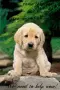 Help stop animal abuse