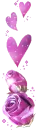 PURPLE ROSE