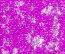 glitter me wacky in wild