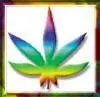 Rainbow Weed