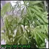Fo Da Luv Of Weed