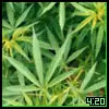 4:20