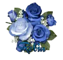 Robin Rose