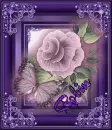 Robin Butterfly and Rose