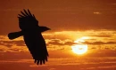 Raven in Sunset