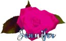 Changing color rose with Jennifer