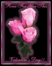 Roses for you this Valentine's Day!