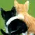 Two cats