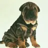 Sher Pei
