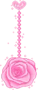 cute rose