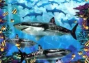 sharks