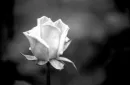 black and white rose