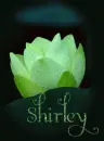 Shirley