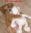 Valentine puppy