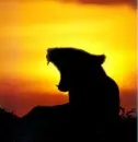 fierce, lioness