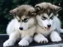 pup