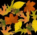 Autumn Leaves