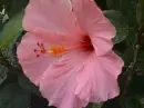 Pink flower