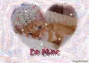 Valentines Cat.