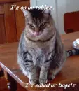 cat bagel