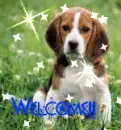 Beagle hello