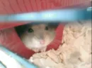 Titch