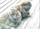 Rabbits