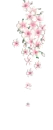 cherry blossoms