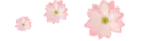 pink flowers